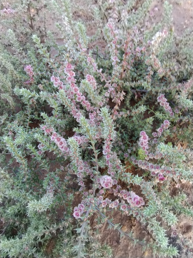 Barbwire Russian thistle (Salsola paulsenii)