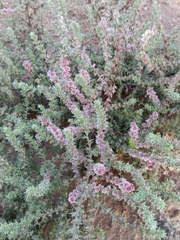 Barbwire Russian thistle (Salsola paulsenii)
