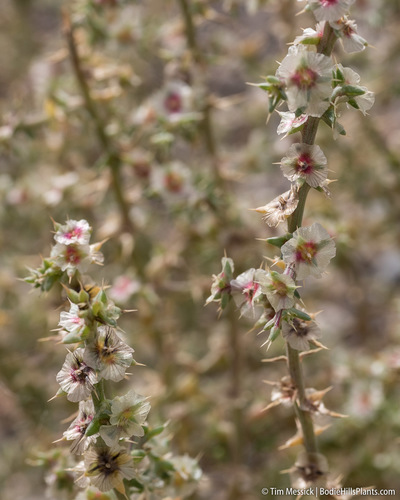 Barbwire Russian thistle (Salsola paulsenii)