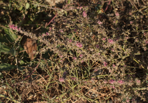 Barbwire Russian thistle (Salsola paulsenii)