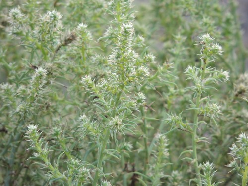 Barbwire Russian thistle (Salsola paulsenii)