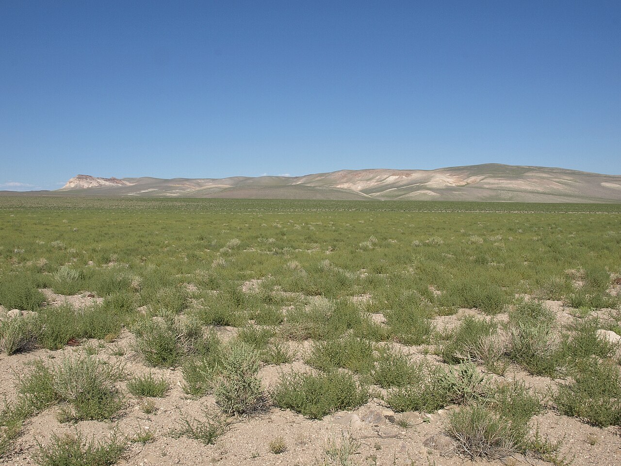 Barbwire Russian thistle: barbwire Russian thistle, Salsola paulsenii, covering landscape at northeast base of White Mountains in Fishlake Valley after summer rains, view east-northeast
