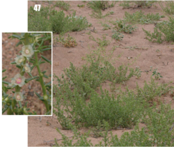 Barbwire Russian thistle: Salsola paulsenii, Tajikistan.