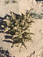 Barbwire Russian thistle (Salsola paulsenii)