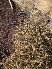 Barbwire Russian thistle (Salsola paulsenii)