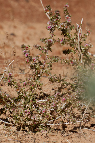 Barbwire Russian thistle (Salsola paulsenii)