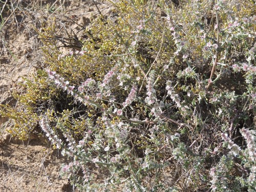 Barbwire Russian thistle (Salsola paulsenii)