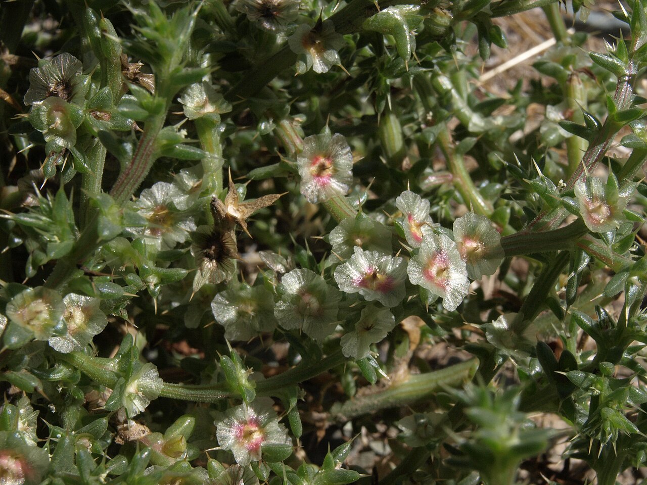 Barbwire Russian thistle: barbwire Russian thistle, Salsola paulsenii, White Mountains, elevation 1820 m (5970 ft). A pernicious and invasive weed native to southeastern Europe and centr