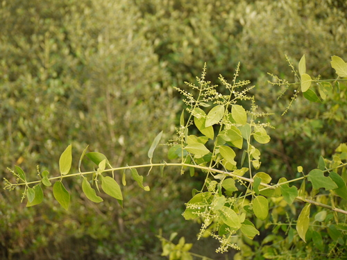 Toothbrush tree (Salvadora persica)