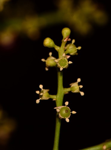 Toothbrush tree (Salvadora persica)
