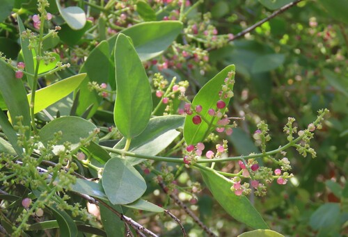 Toothbrush tree (Salvadora persica)