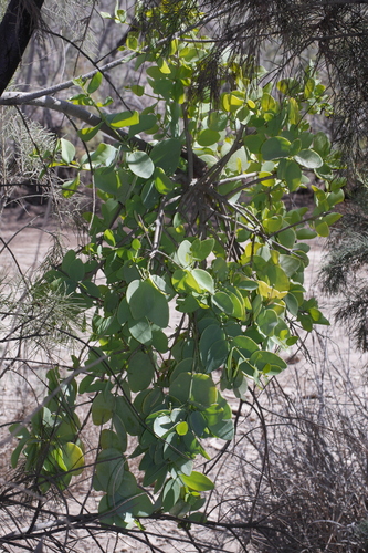 Toothbrush tree (Salvadora persica)