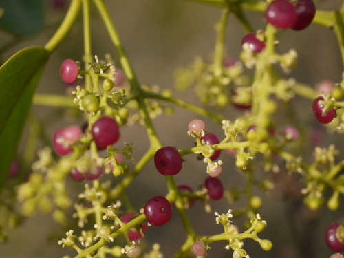 Toothbrush tree (Salvadora persica)