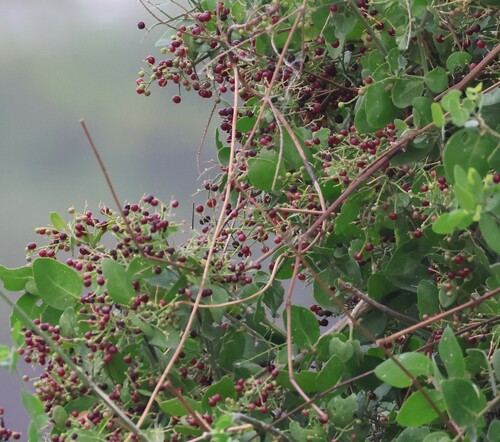 Toothbrush tree (Salvadora persica)