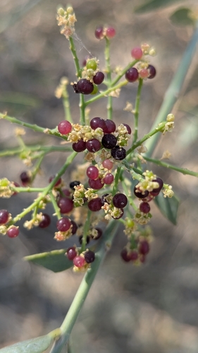 Toothbrush tree (Salvadora persica)