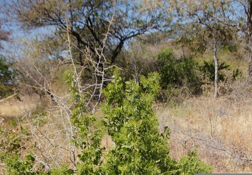 Toothbrush tree (Salvadora persica)