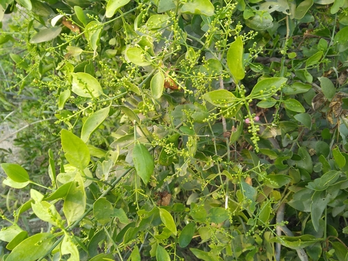 Toothbrush tree (Salvadora persica)