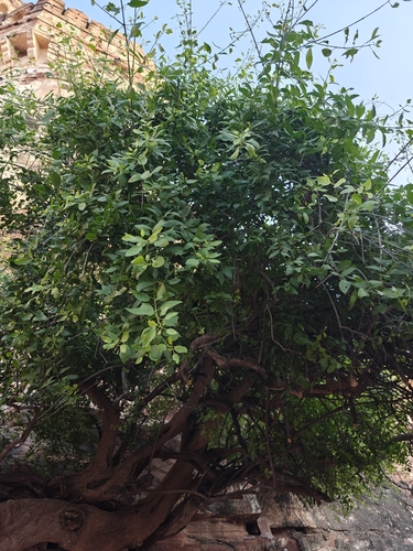 Toothbrush tree (Salvadora persica)