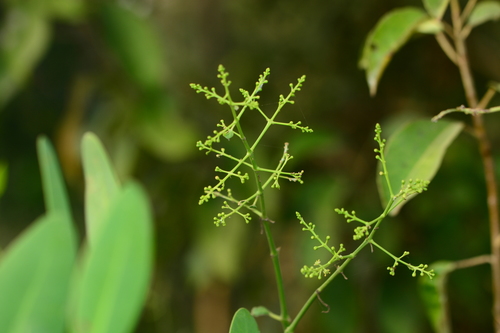 Toothbrush tree (Salvadora persica)