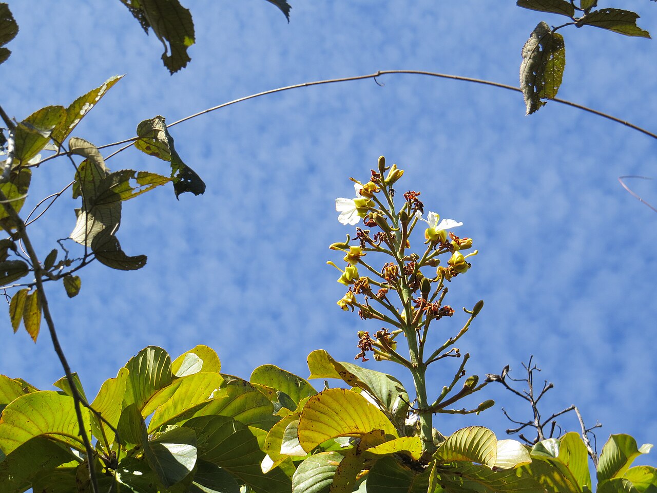 Salvertia convallariodora: "chapéu-de-couro" - Salvertia convallariodora A.St.-Hil. Família: Vochysiaceae (APG2). árvore de casca e ramos espessos, folhas coriáceas verticiladas, muitas p