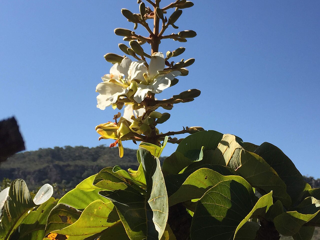 Salvertia convallariodora: "chapéu-de-couro" - Salvertia convallariodora A.St.-Hil. Família: Vochysiaceae (APG2). árvore de casca e ramos espessos, folhas coriáceas verticiladas, muitas p