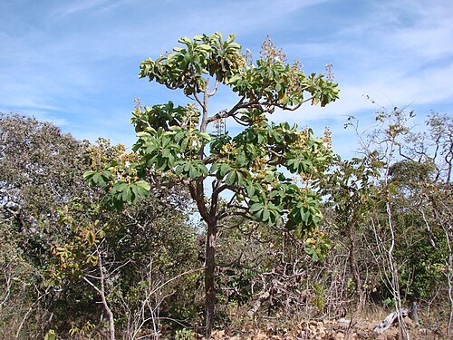 Salvertia convallariodora: Salvertia convallariodora - VOCHYSIACEAE Parque Nacional do Grande Sertão Veredas - Chapada Gaúcha - Minas Gerais - Brasil.
