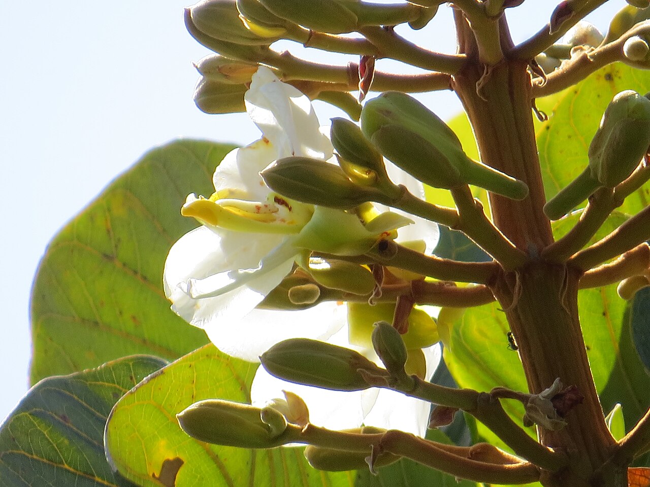 Salvertia convallariodora: "chapéu-de-couro" - Salvertia convallariodora A.St.-Hil. Família: Vochysiaceae (APG2). árvore de casca e ramos espessos, folhas coriáceas verticiladas, muitas p