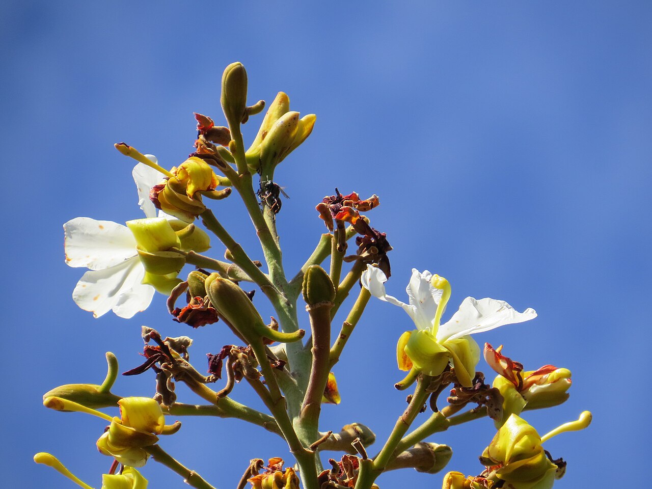 Salvertia convallariodora: "chapéu-de-couro" - Salvertia convallariodora A.St.-Hil. Família: Vochysiaceae (APG2). árvore de casca e ramos espessos, folhas coriáceas verticiladas, muitas p