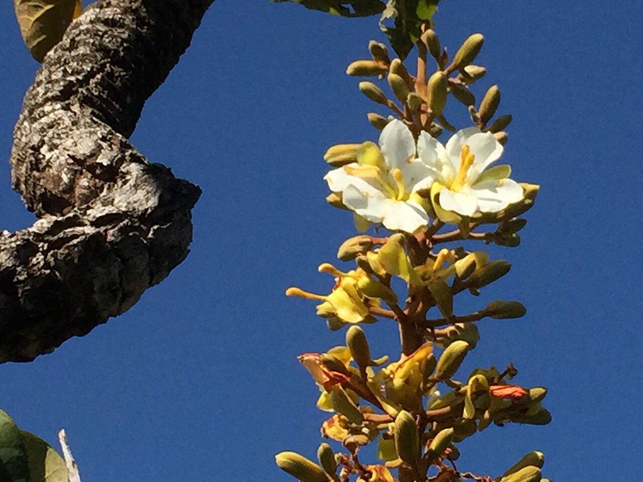 Salvertia convallariodora: "chapéu-de-couro" - Salvertia convallariodora A.St.-Hil. Família: Vochysiaceae (APG2). árvore de casca e ramos espessos, folhas coriáceas verticiladas, muitas p