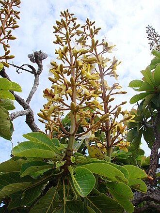 Salvertia convallariodora: Salvertia convallariodora - VOCHYSIACEAE Parque Nacional da Chapada dos Veadeiros - Cavalcante - Goiás - Brasil.