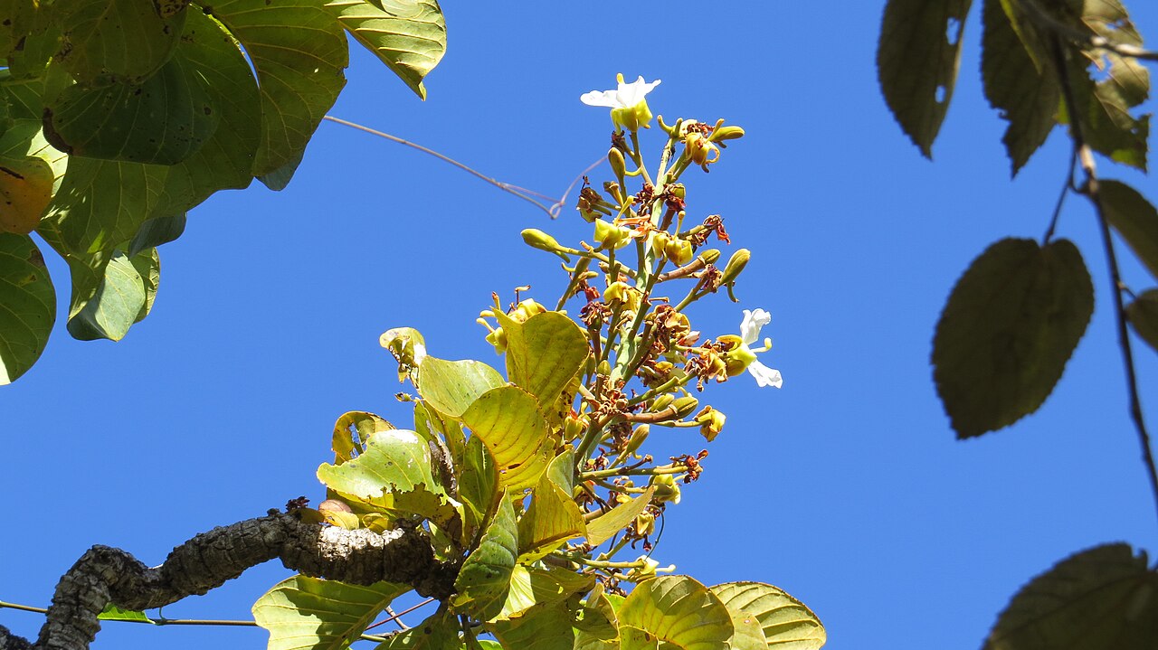 Salvertia convallariodora: "chapéu-de-couro" - Salvertia convallariodora A.St.-Hil. Família: Vochysiaceae (APG2). árvore de casca e ramos espessos, folhas coriáceas verticiladas, muitas p