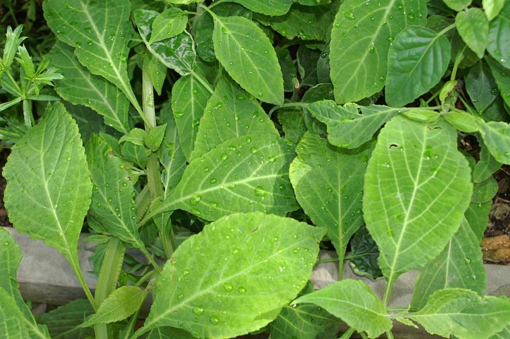Yerba de la pastora: Location taken: United States Botanic Garden. Names: Salvia divinorum Epling & Játiva, Azteken Salbei, Dievišķā salvija, Divenista salvio, Diviner's Sage, Divin