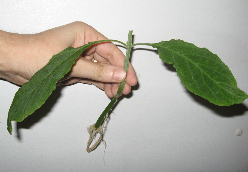 Yerba de la pastora: Rooted Salvia divinorum cutting