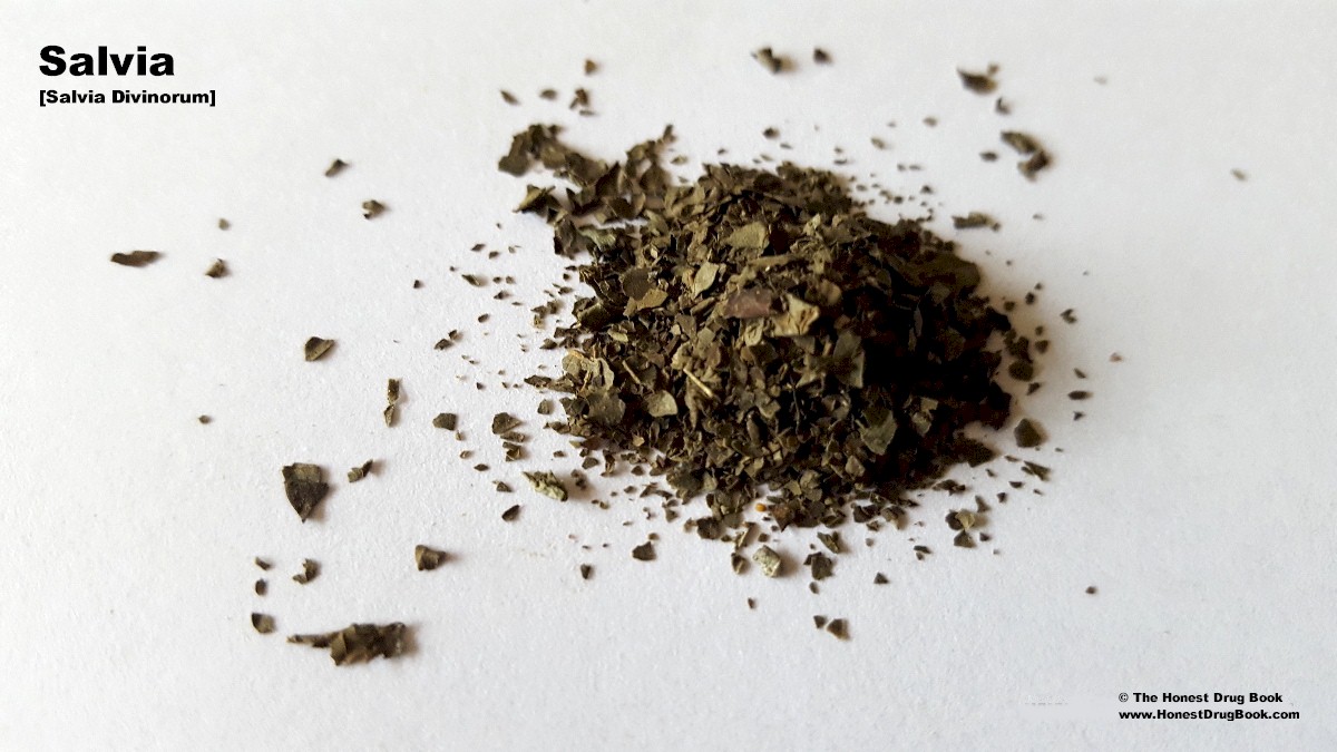Yerba de la pastora: Salvia Divinorum is a plant species with transient psychoactive properties that induce hallucinations or delirium.