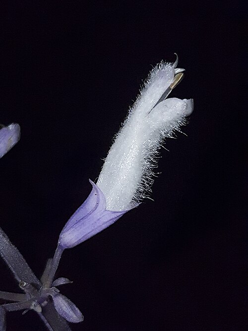 Yerba de la pastora: Live Salvia divinorum material from a teaching demonstration in a plant taxonomy course.