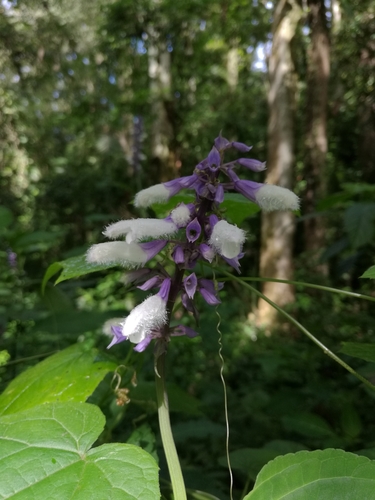 Yerba de la pastora (Salvia divinorum)