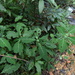 Yerba de la pastora (Salvia divinorum)