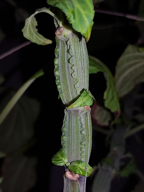 Yerba de la pastora: Diviner's Sage ( Salvia divinorum ) in cultivation in Corvallis, Oregon, USA.