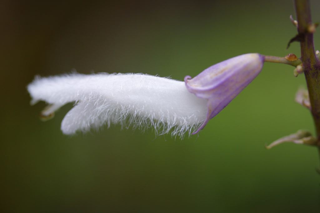 Yerba de la pastora: Salvia Divinorum