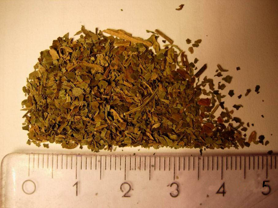 Yerba de la pastora (Salvia divinorum)