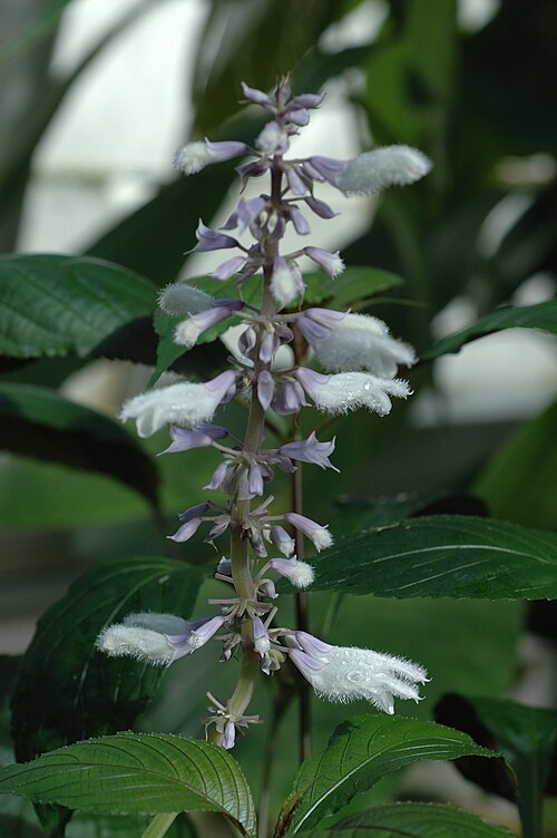 Yerba de la pastora: Salvia divinorum