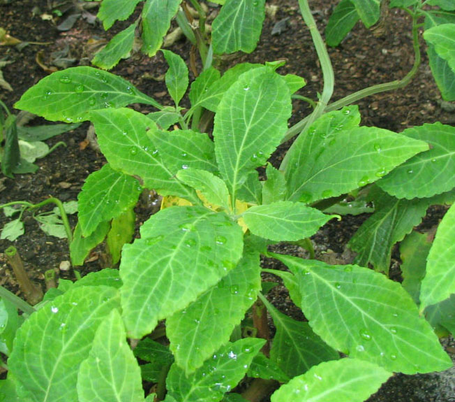 Yerba de la pastora (Salvia divinorum)