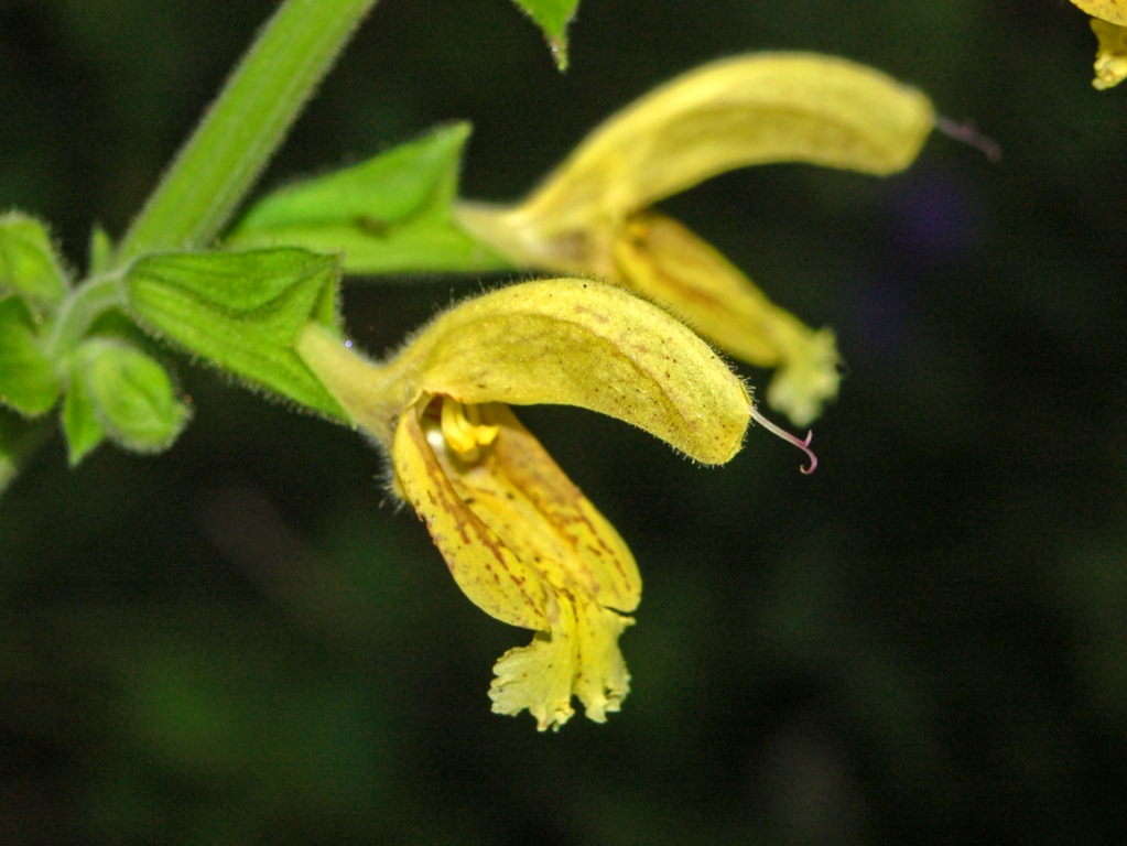 Sticky sage: Salvia glutinosa - Val Noci, Genova, Italy