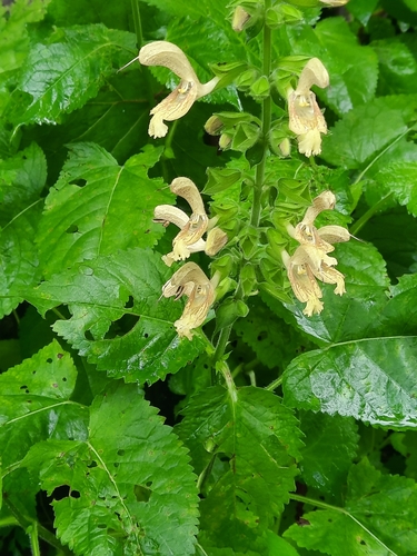 Sticky sage (Salvia glutinosa)