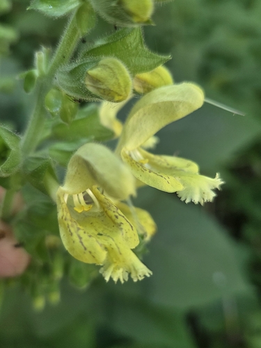 Sticky sage (Salvia glutinosa)