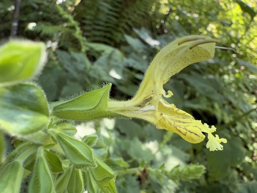 Sticky sage (Salvia glutinosa)