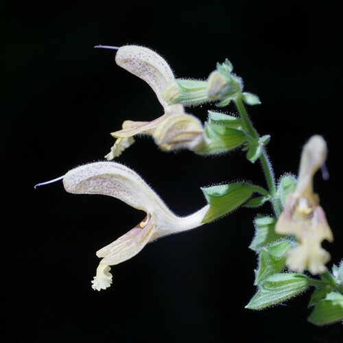 Sticky sage (Salvia glutinosa)