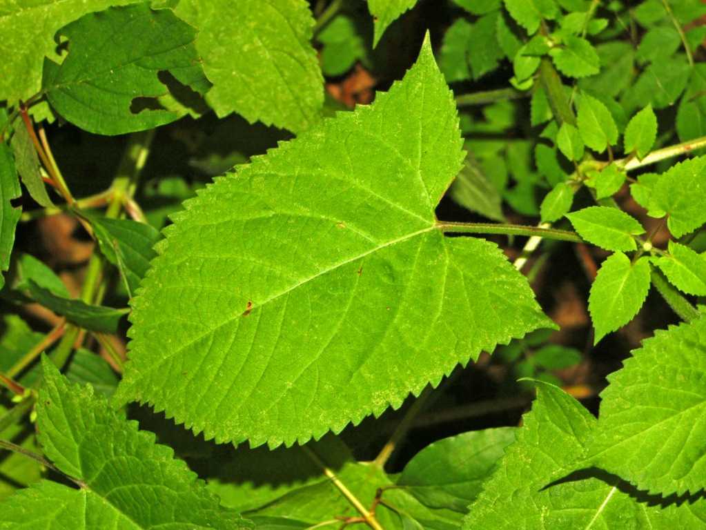 Sticky sage: Salvia glutinosa - Val Noci, Genova, Italy