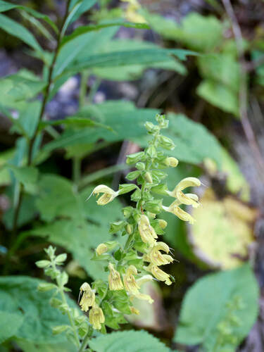 Sticky sage (Salvia glutinosa)