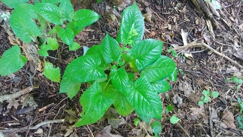 Sticky sage